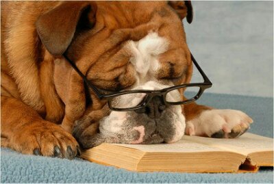 reading bored dog.jpg image
