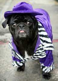 images (16).jpg image